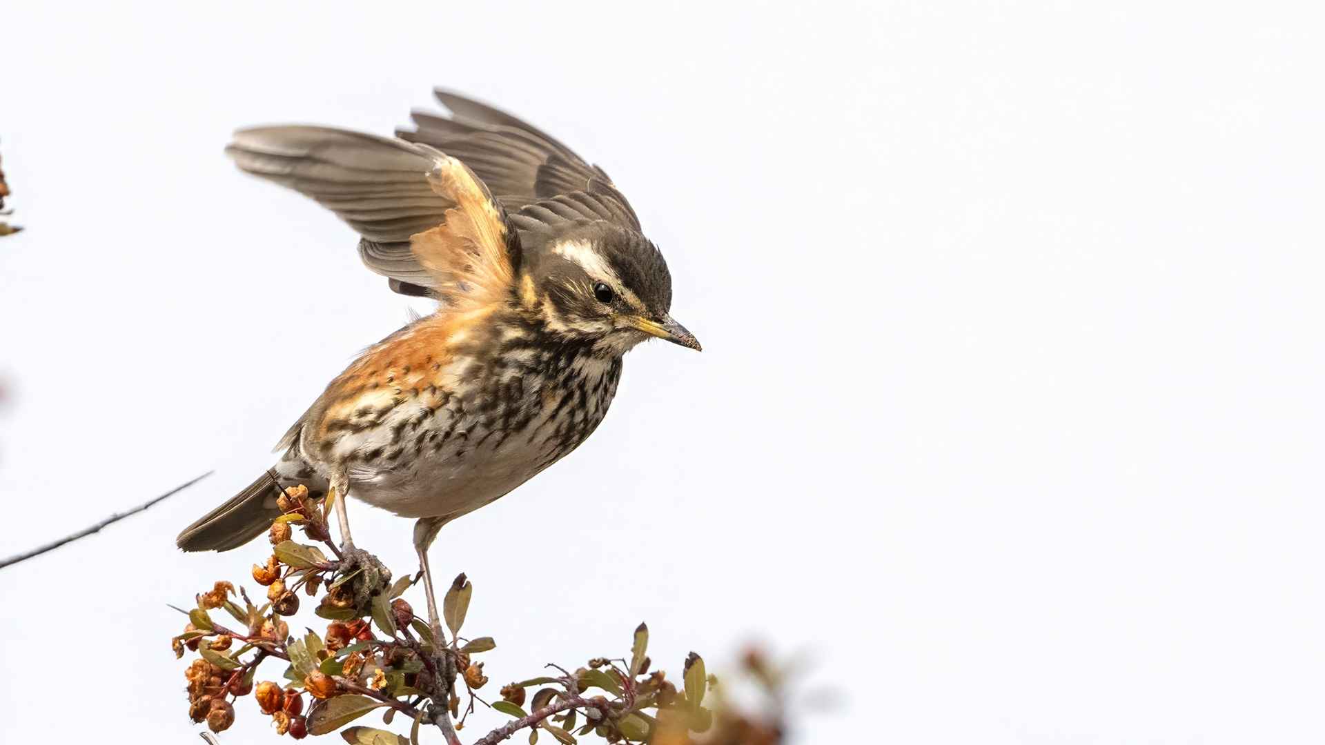Redwing